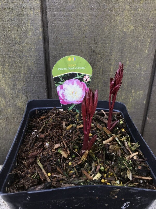 Peony, Paeonia lactiflora &#39;Bowl of Beauty&#39; 1gal