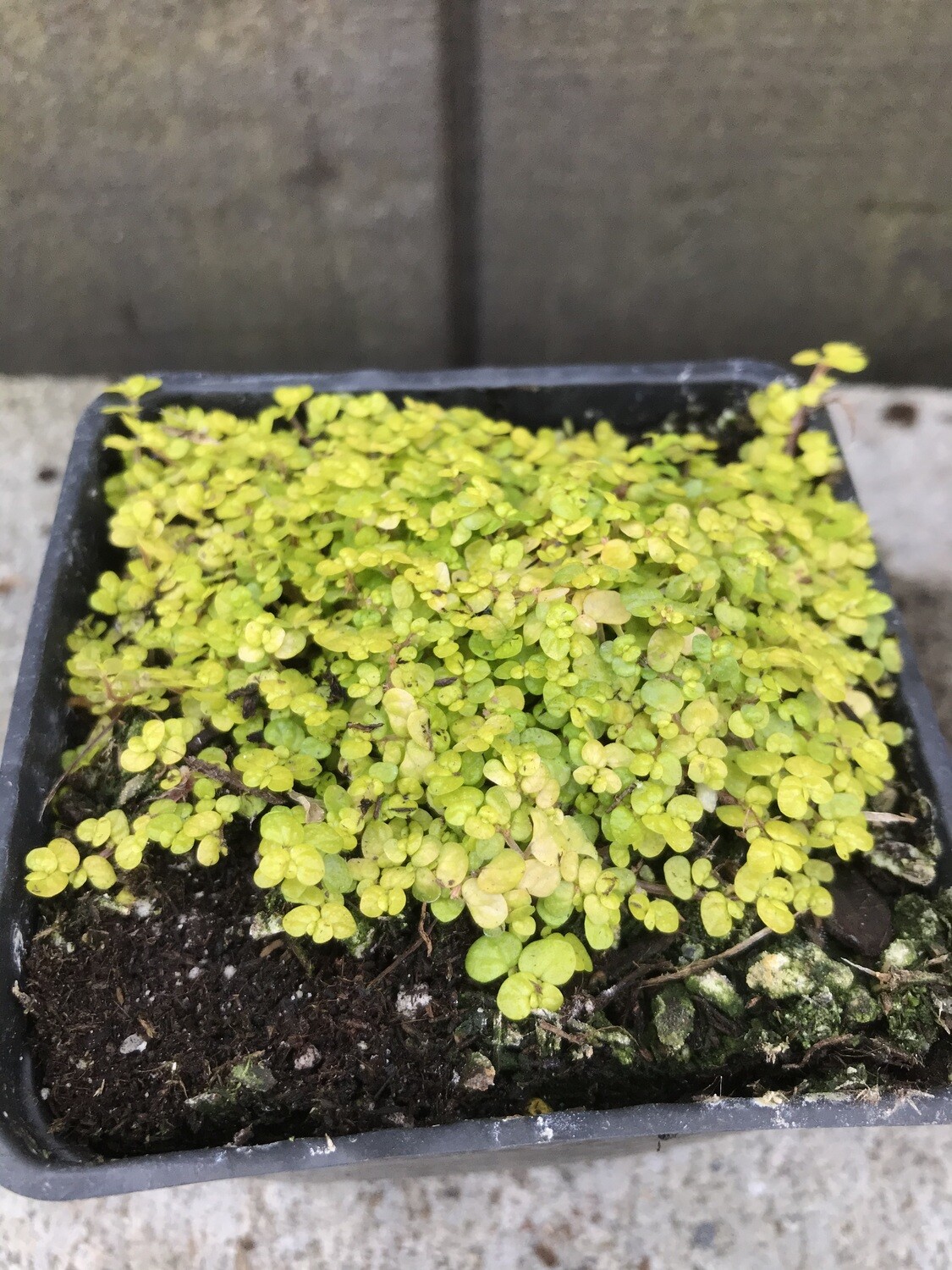 Baby Tears, Soleirolia soleirolii &#39;Aurea&#39; (outdoor) 4&quot;