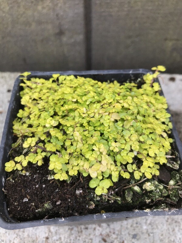Baby Tears, Soleirolia soleirolii &#39;Aurea&#39; (outdoor) 4&quot;