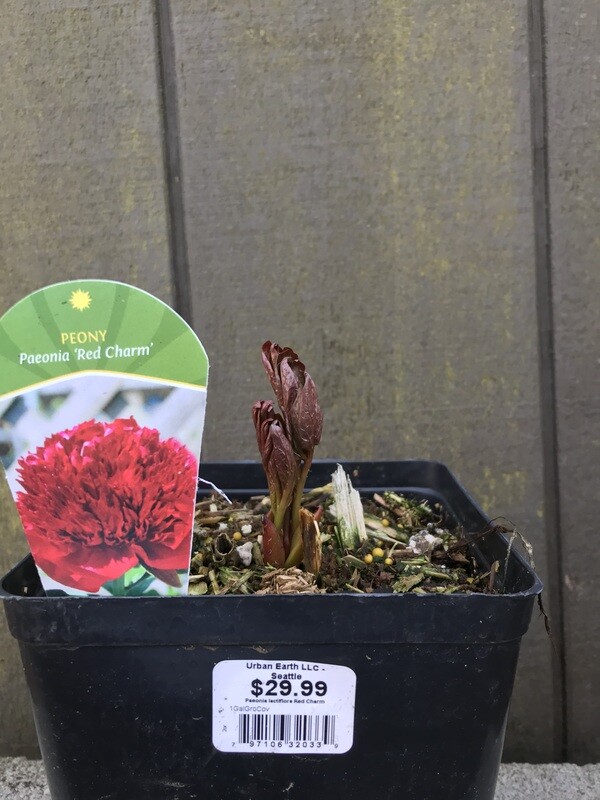 Peony, Paeonia lactiflora &#39;Red Charm&#39; 1gal
