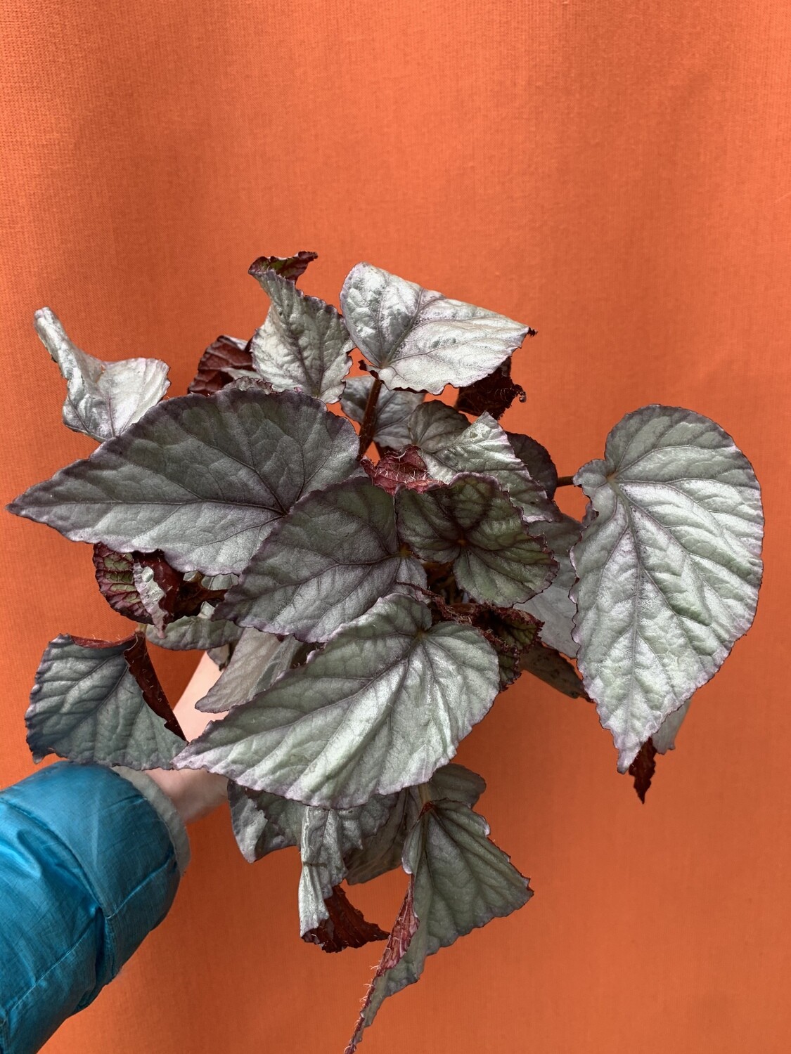 Rex Begonia assorted 4&quot;