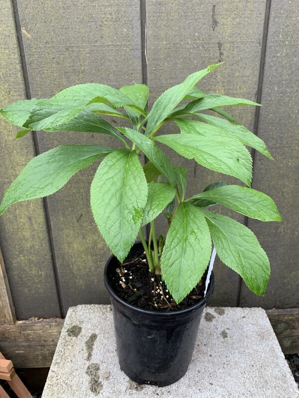 Hellebore, Helleborus x &#39;Painted&#39; 1 Gal