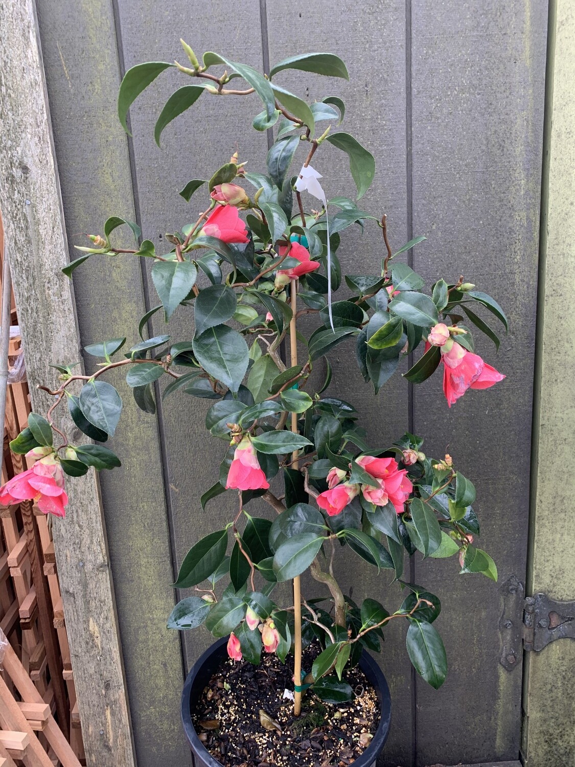 Camellia j. &#39;Unryu&#39; 10gal