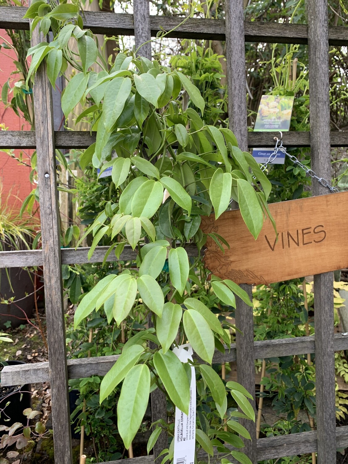 Evergreen Sausage Vine, Holboellia Coriacea  2 Gal