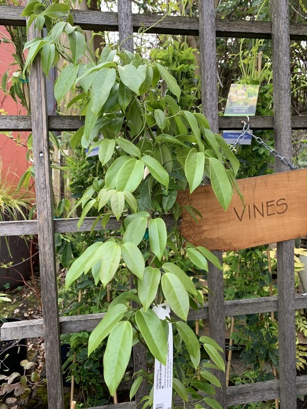 Evergreen Sausage Vine, Holboellia Coriacea  2 Gal
