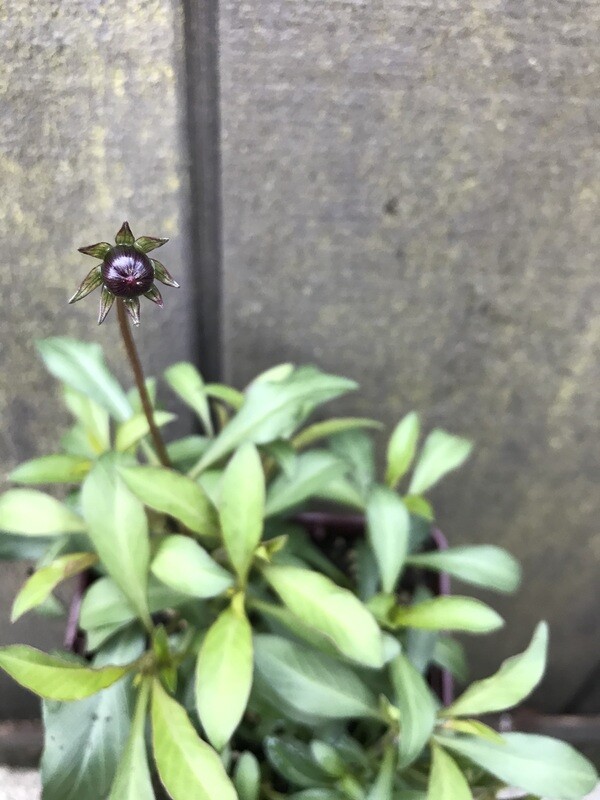 Chocolate Cosmos &#39;Choca Mocha&#39; quart
