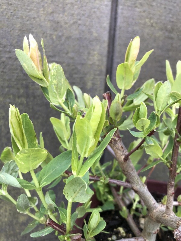 Dappled Willow, Salix integra &#39;Hakuro Nishiki&#39; 1gal