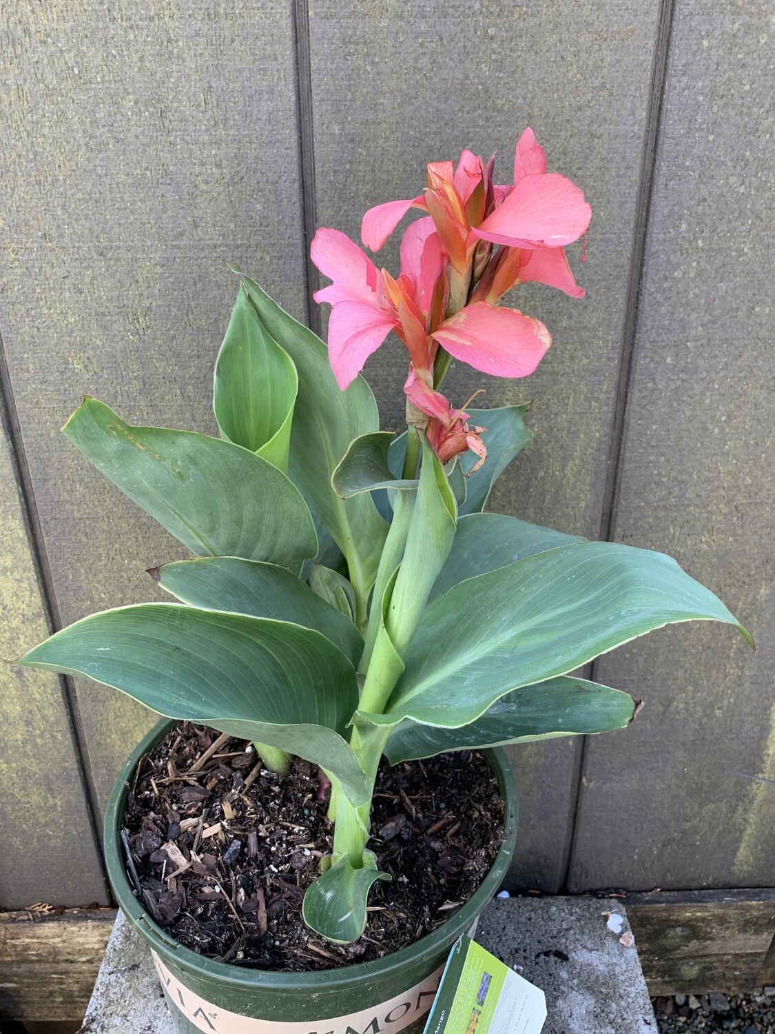 Canna Lily &#39;Cannova Mango&#39; 2 Gal