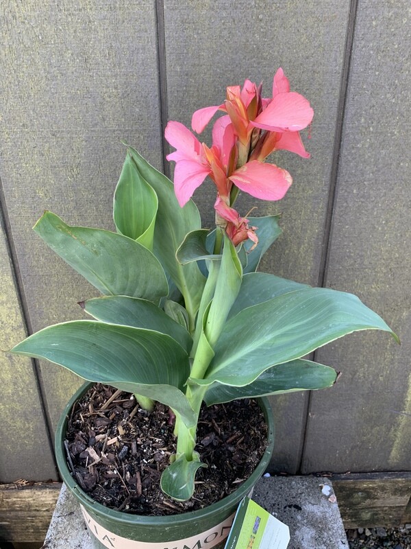 Canna Lily &#39;Cannova Mango&#39; 2 Gal