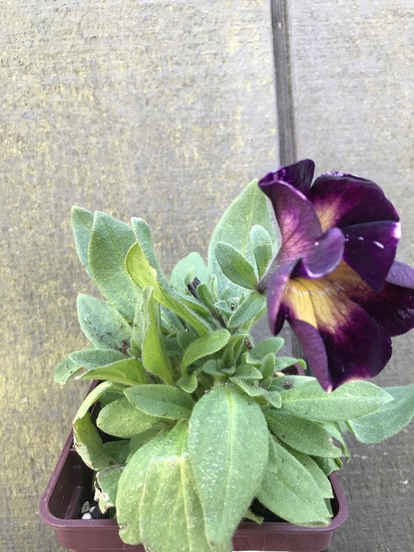 Petunia &#39;Crazytunia Moonstruck&#39; 3.5&quot;