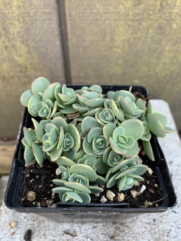 Sedum, &#39;Sunsparkler Lime Zinger&#39; 4&quot;