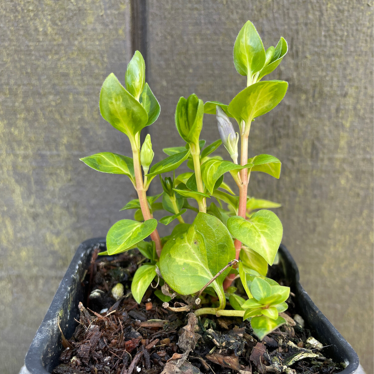 Vinca major &#39;Maculata&#39; 4&quot;