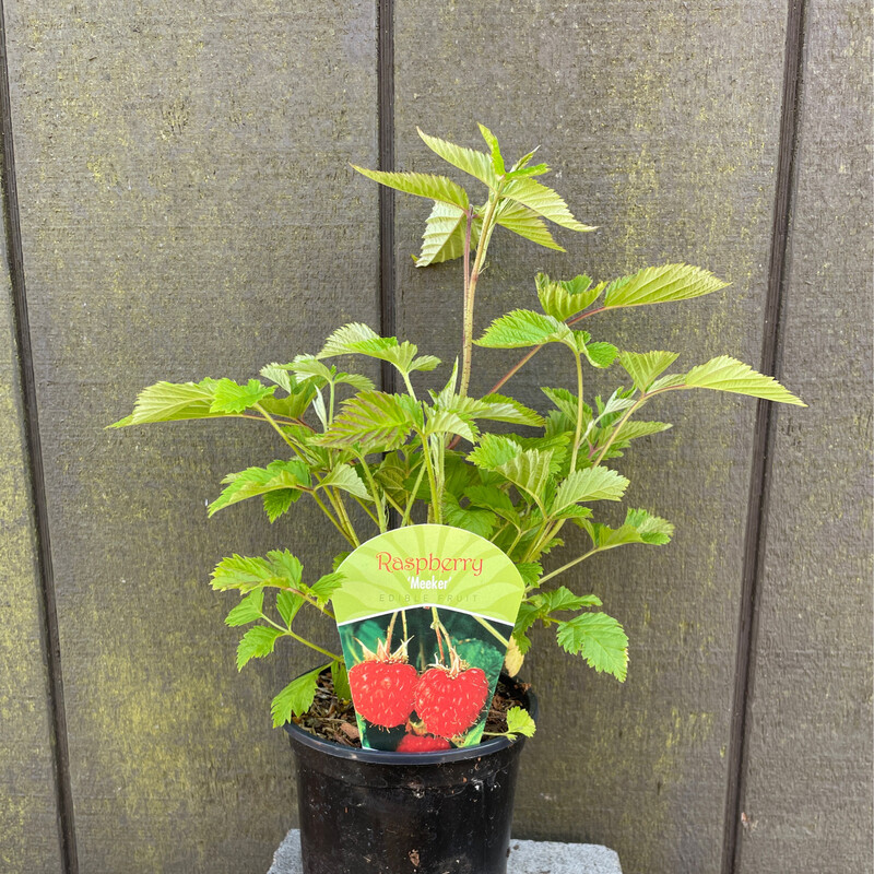 Meeker Raspberry, Rubus Idaeus &#39;Meeker&#39; Qt