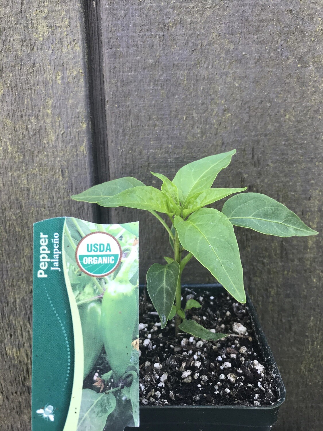 Peppers &#39;Jalapeno&#39; 3.5&quot;