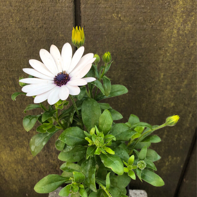Osteospermum &#39;Flower Power&#39; 4&quot;