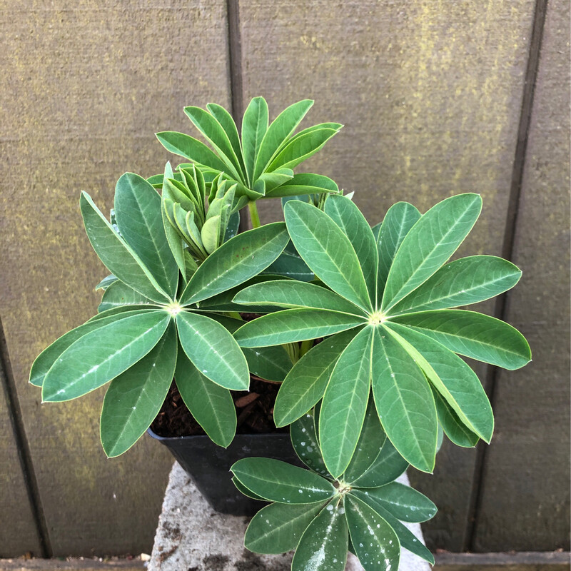 Lupine, Lupinus &#39;Westcountry Polar Princess&#39; 1gal