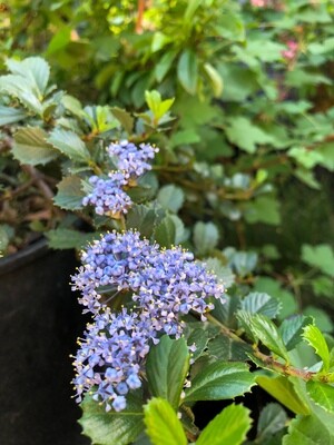 Drought Tolerant