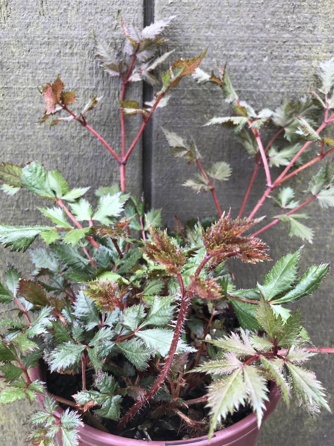 Astilbe &#39;Visions in Red&#39; 1gal