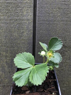 Strawberry - Everbearing, Fragaria &#39;Eversweet&#39; 4&quot;
