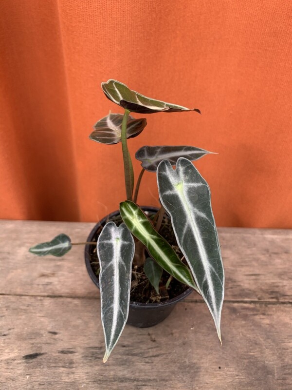 Alocasia Bambino, amazonica bambino 4&quot;