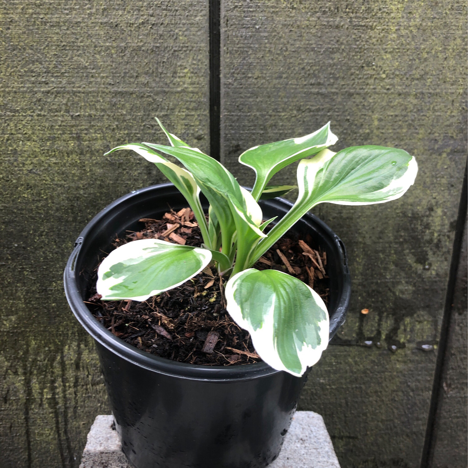 Hosta &#39;Patriot&#39; 1gal