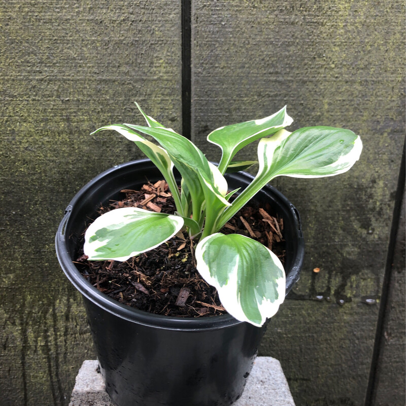 Hosta &#39;Patriot&#39; 1gal