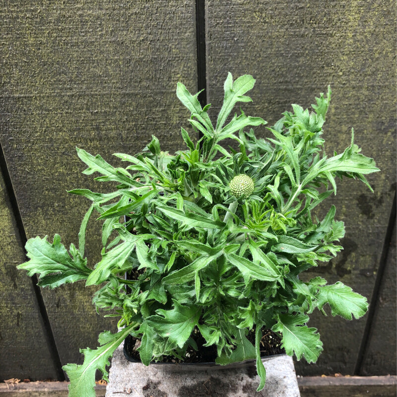 Pincushion Flower, Scabiosa columbaria &#39;Giga Blue&#39; Quart
