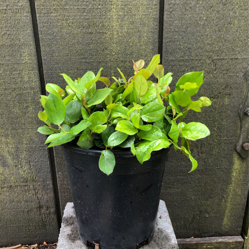 Salal, Gaultheria shallon 1gal