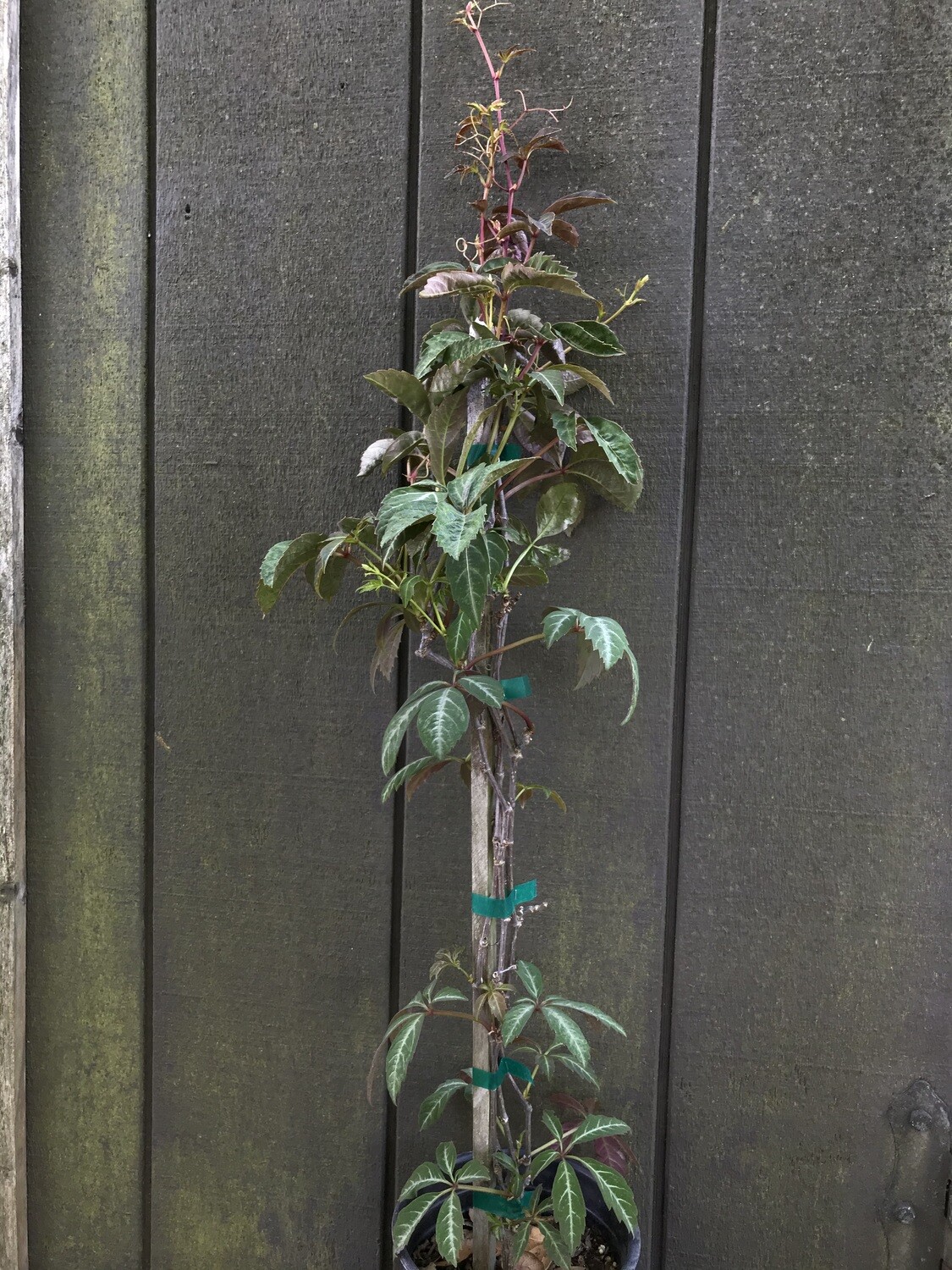 Virgina Creeper, Parthenocissus henryana 1gal