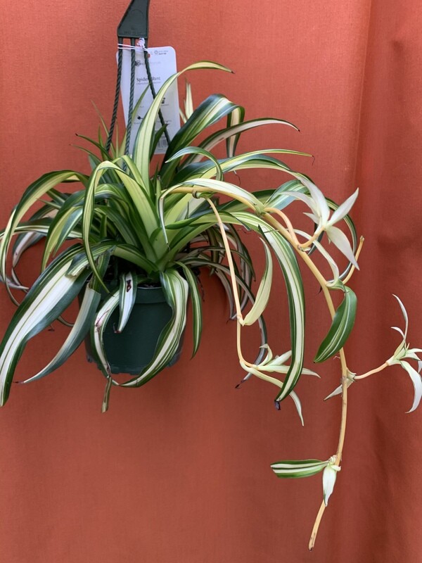 Spider Plant, Chlorophytum comosum &#39;Hawaiian&#39; 6&quot;
