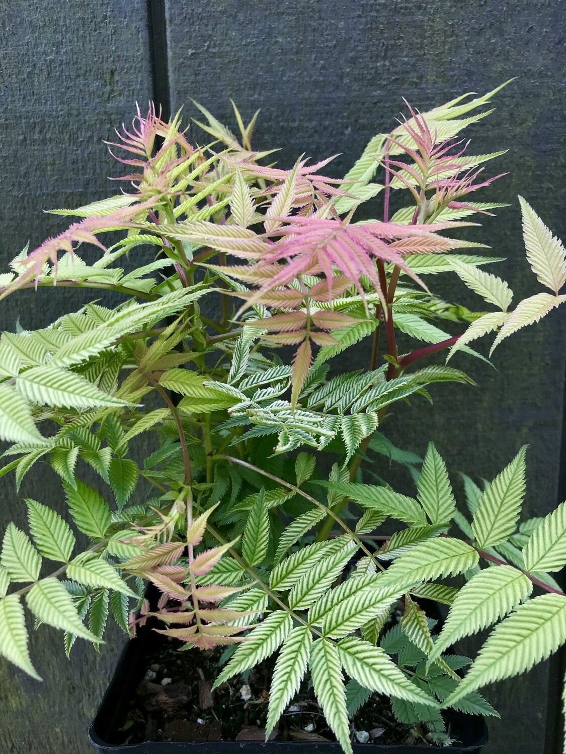 False Spirea, Sorbaria sorbifolia &#39;Sem&#39; 1gal