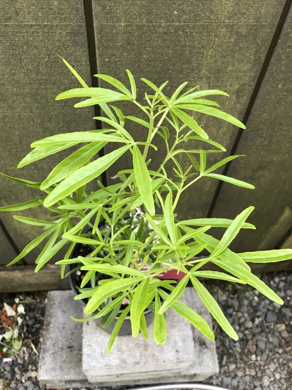 Mexican Orange, Choisya x &#39;Aztec Pearl&#39; 1gal