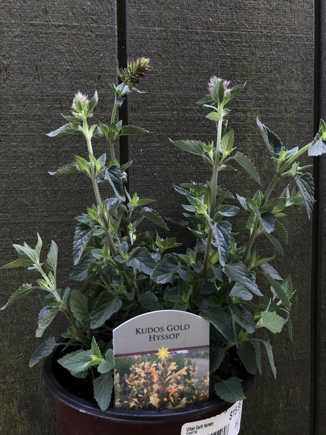 Agastache &#39;Kudos Gold&#39; 1gal