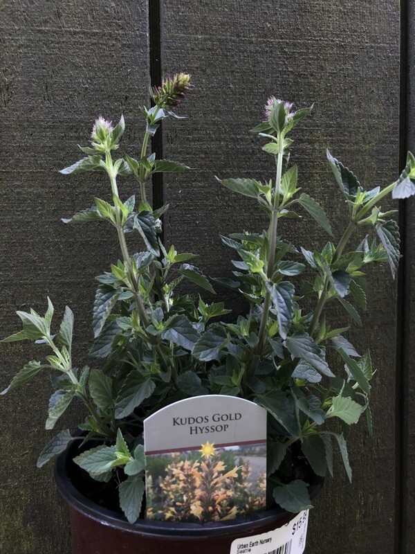 Agastache &#39;Kudos Gold&#39; 1gal