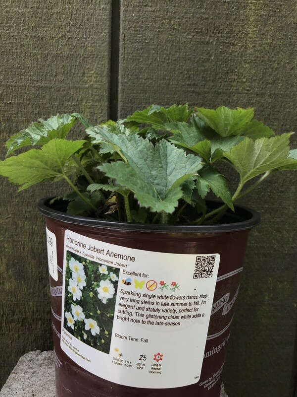 Japanese Anemone, Anemone x h. &#39;Honorine Jobert&#39; 1gal