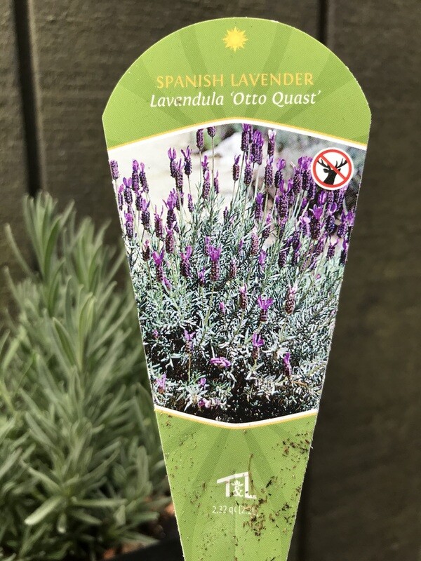 Lavender - Spanish, Lavandula. &#39;Otto Quast&#39; 1gal