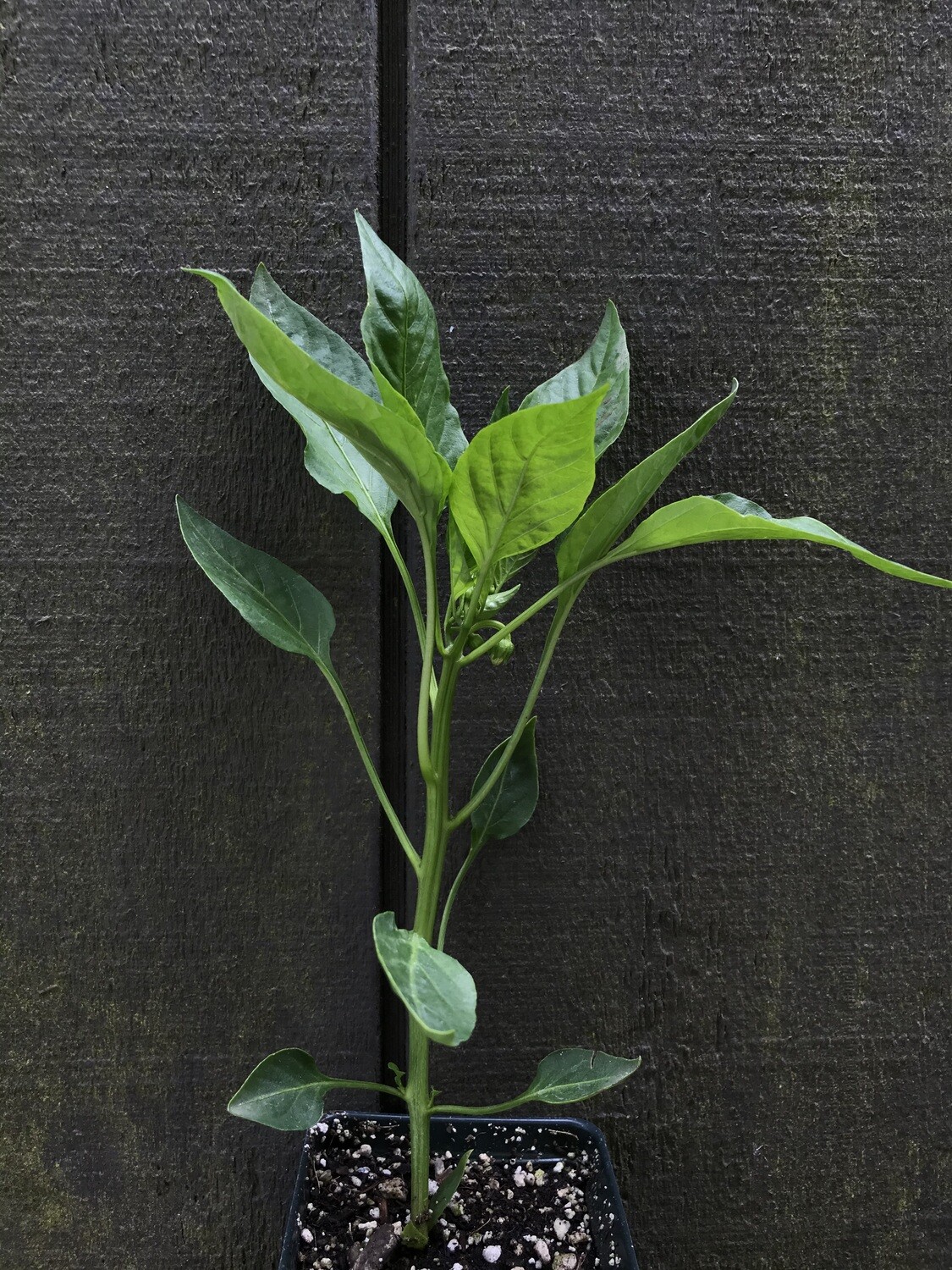 Peppers &#39;Giant Marconi&#39; 3.5&quot;