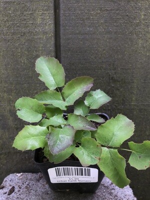Tall Oregon Grape, Mahonia aquifolium 4&quot;