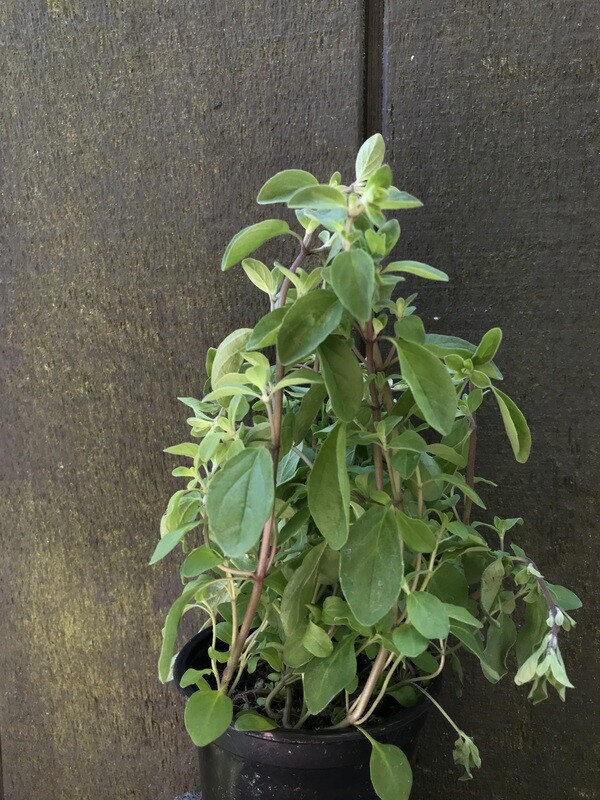 Marjoram 4&quot;