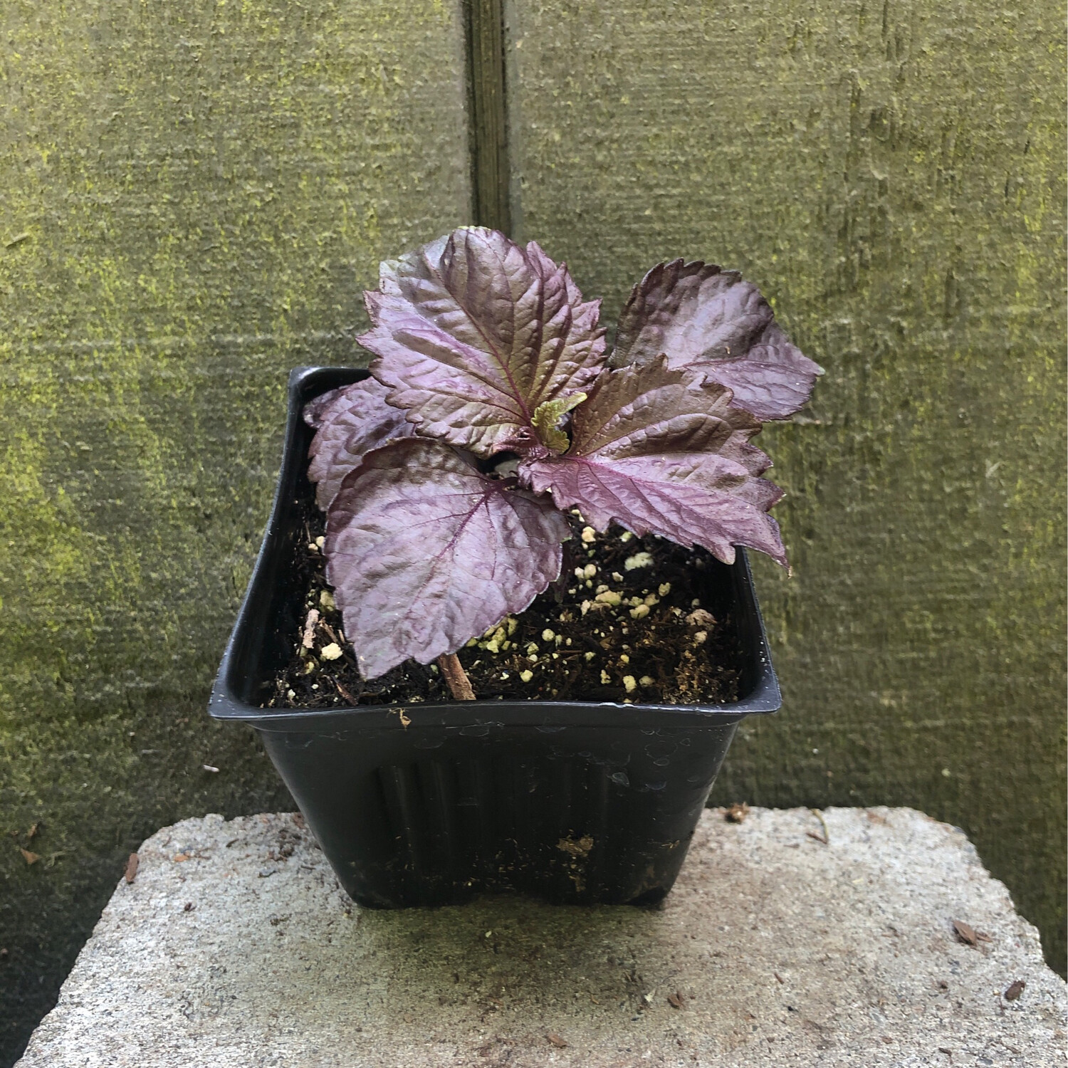 Shiso Red, Perilla frutescens 4&quot;