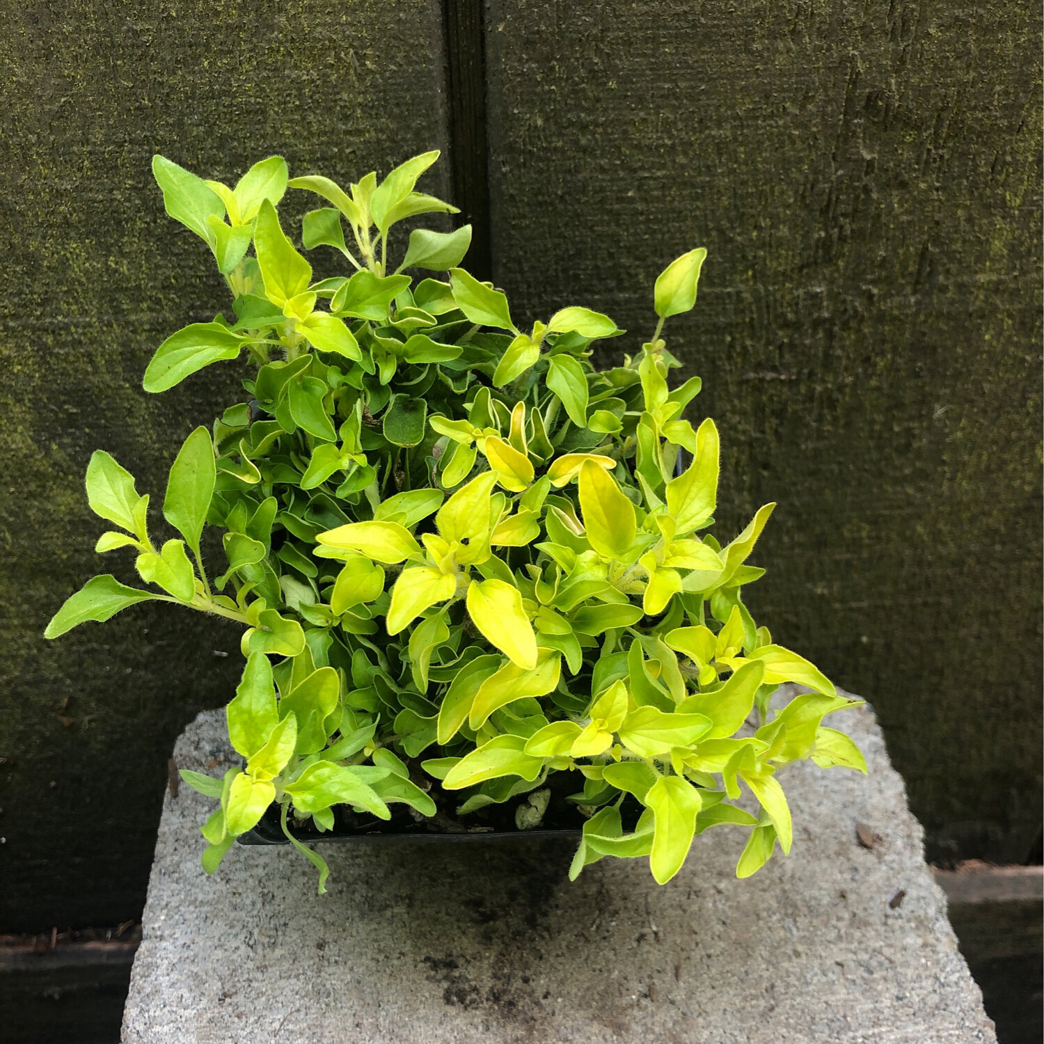Golden Oregano 4&quot;