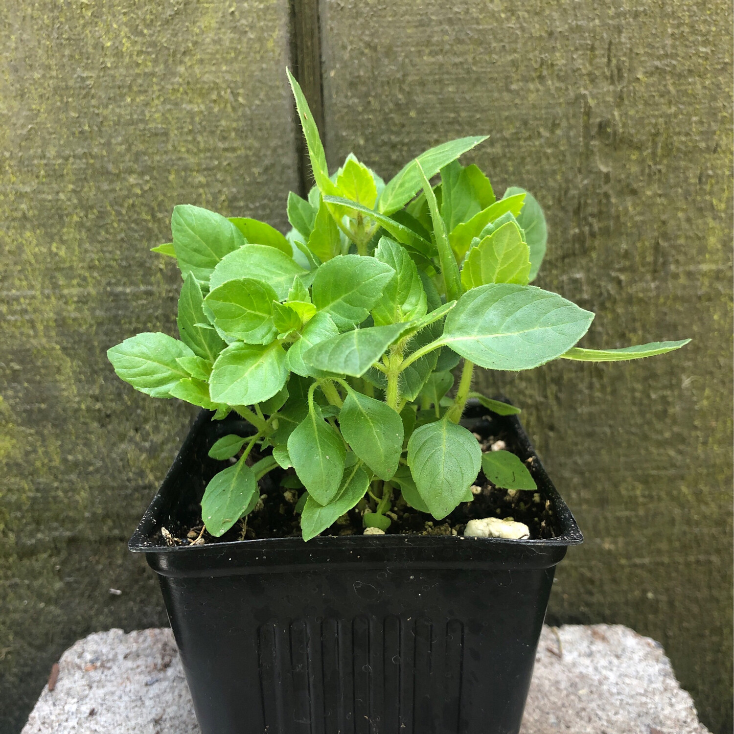 Holy Sacred Basil 4&quot;