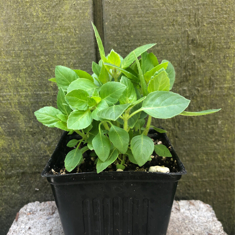 Holy Sacred Basil 4&quot;