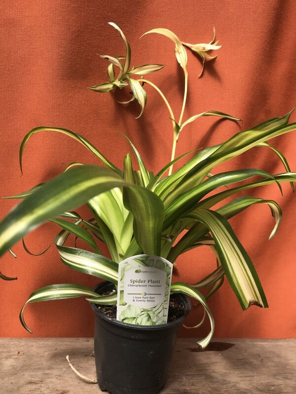 Spider Plant, Chlorophytum comosum &#39;Hawaiian&#39; 4&quot;