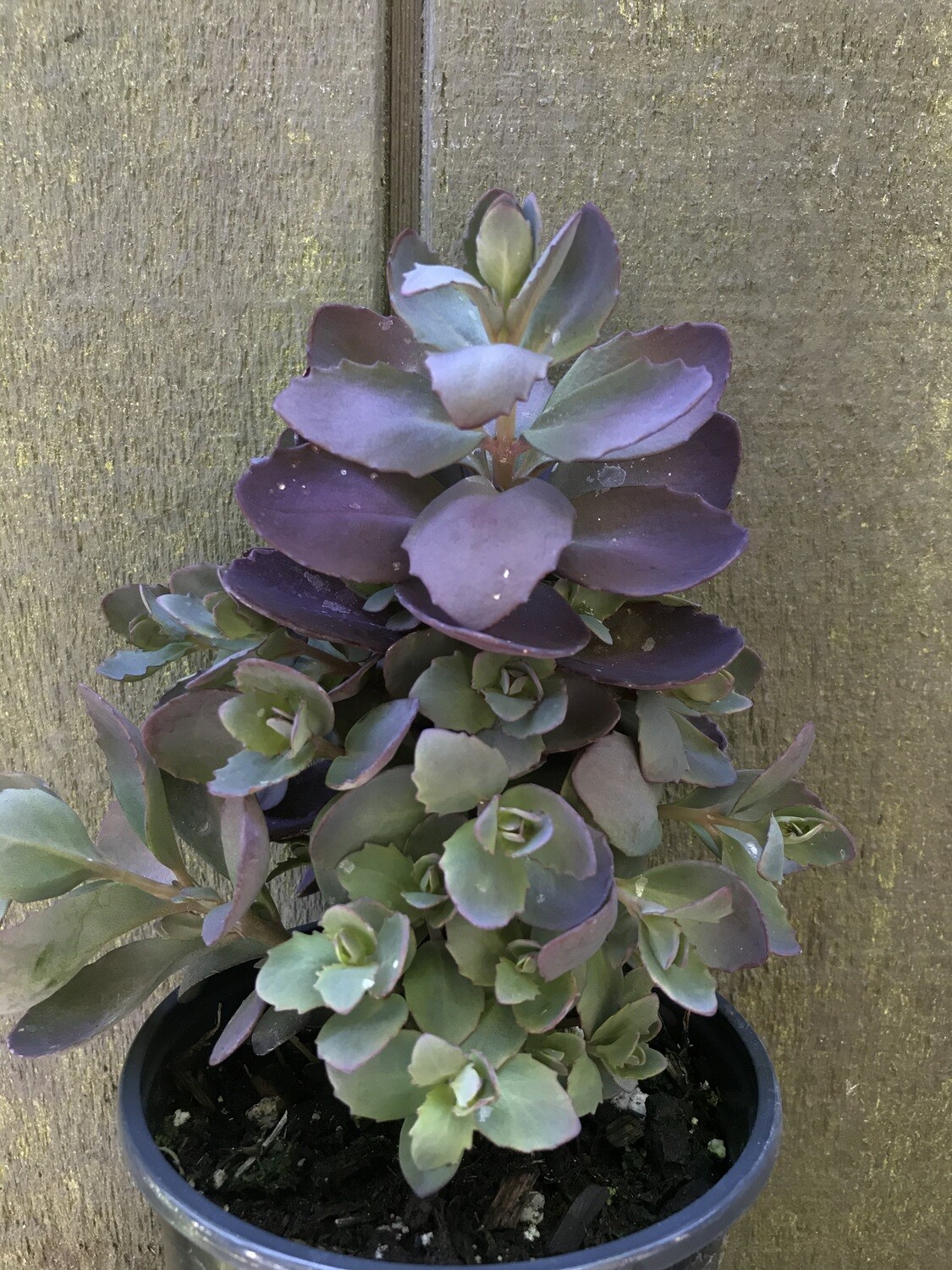 Sedum &#39;Sunsparkler Plum Dazzled&#39; Qt