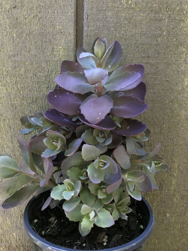 Sedum &#39;Sunsparkler Plum Dazzled&#39; Qt