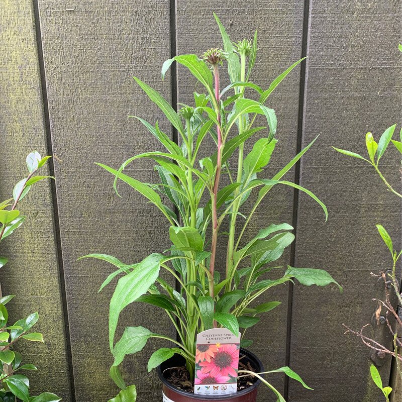 Coneflower, Echinacea &#39;Cheyenne Spirit&#39; 1gal