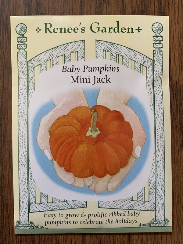 Seeds - Pumpkin Mini Jack
