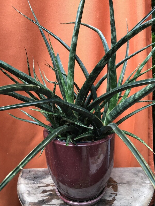 Snake Plant Fernwood, Sansevieria bacularis 8&quot;