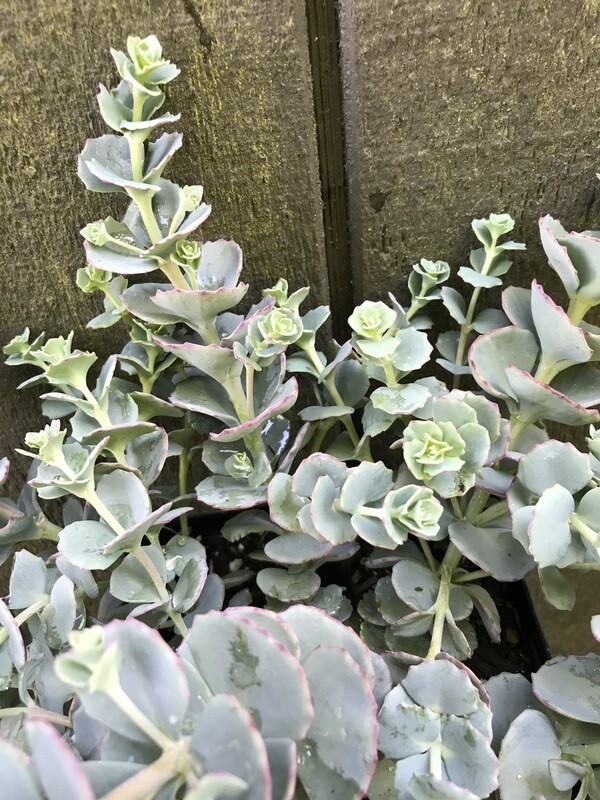 Sedum sieboldii 1gal